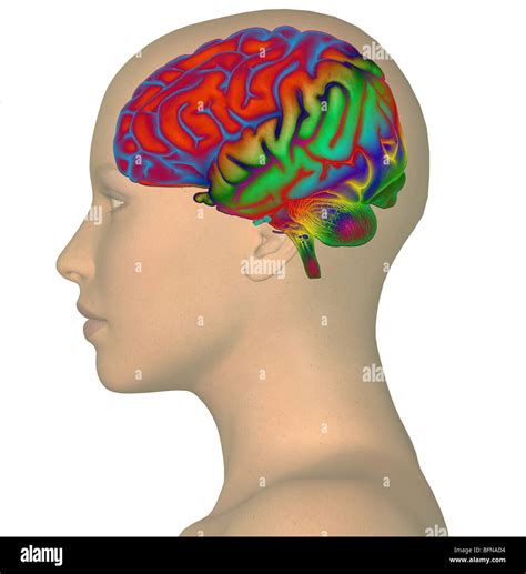 Illustration of a woman's head and brain illustrating the concept of ...