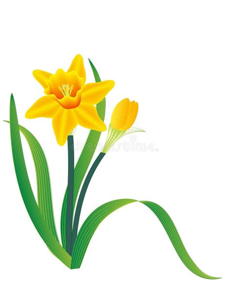 Daffodil Stock Illustrations 14470 Daffodil Stock Illustrations