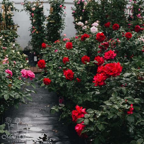 Роза Grande Amore ADR - Kordes (Германия) - купить online | Магазин ...