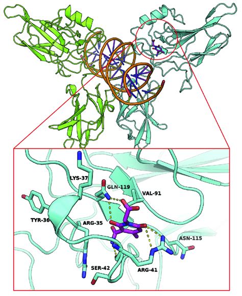 Molecular Docking Predicted Binding Mode Molecular Docking Predicted