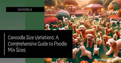 cavoodle size variations  comprehensive guide  poodle mix sizes