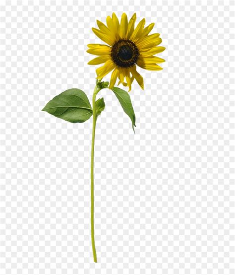 Sunflowers Png Stem - Sunflower Long Stem Png, Transparent Png ...