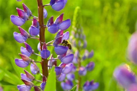 130 Bluebonnet Border Stock Photos Pictures And Royalty Free Images