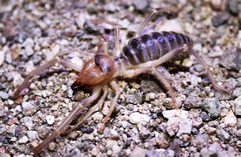 Desert Insects Arachnids And Other Many Legged Creatures Cactus Garden
