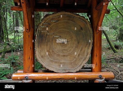 Annual Rings Coast Redwood Muir Hi Res Stock Photography And Images Alamy