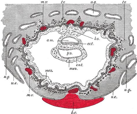 Embryology Week Statpearls Ncbi Bookshelf