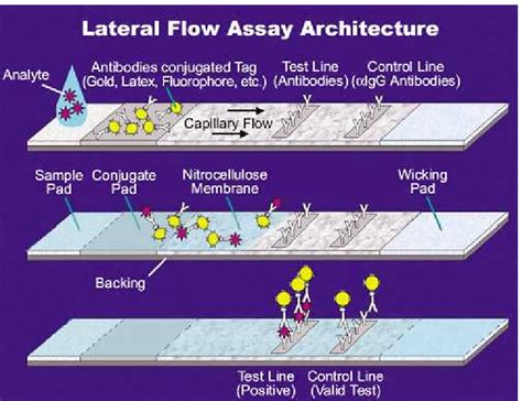 Lateral flow immunoassay architecture. | Download Scientific Diagram