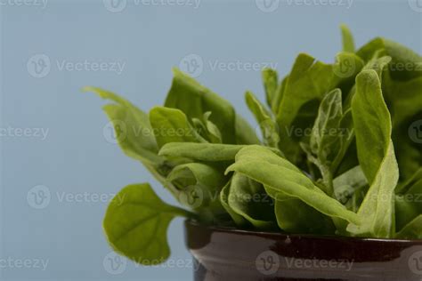 Pot with raw spinach leaves isolated, 12957736 Stock Photo at Vecteezy