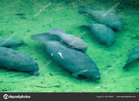 Manatees Blue Springs State Park Florida Stock Photo by ©jctabb 439136494