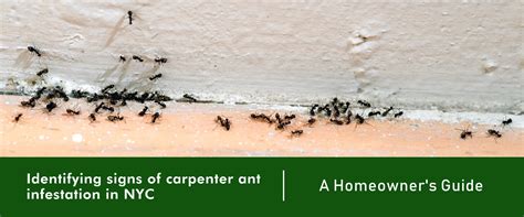 Identifying Signs Of Carpenter Ant Infestation In Nyc A Homeowners