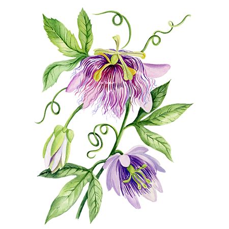 Сиропы: Сироп Пассифлора