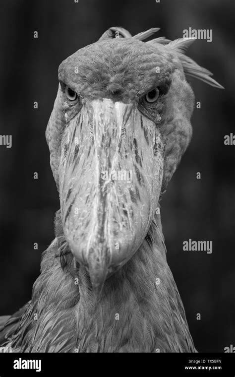 Black And White View Portrait Of Shoebill Stork Stock Photo Alamy