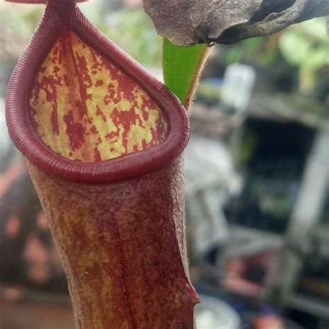 Jual Nepenthes Thorelii X Khasian Kantong Semar Tanaman Karnivora