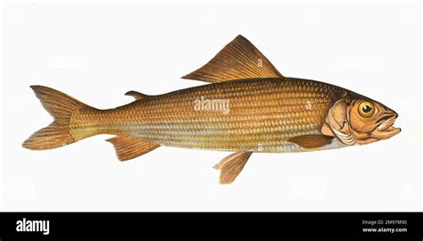 Thymallus Thymallus Or Grayling A Freshwater Fish Of The Salmonidae