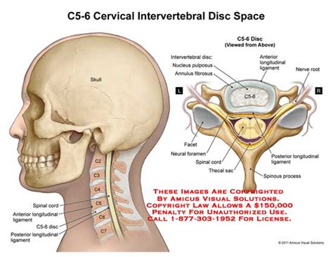 amicus illustration  amicusanatomycervicalspinec