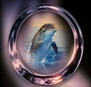 Pin By Bettyann Wills On Dolphins Dolphin Images Dolphin Art