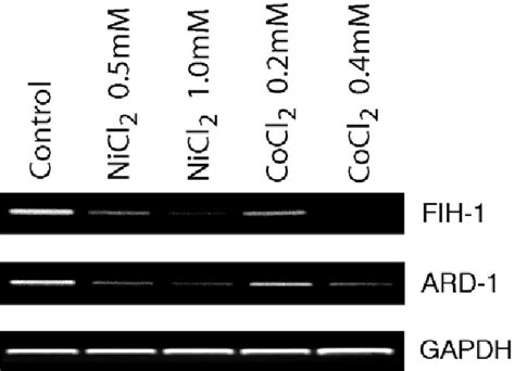 Figure From Down Regulation Of The Expression Of The Fih And Ard