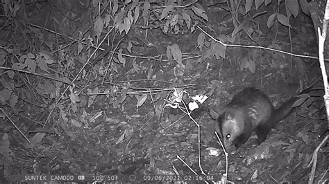 V Deo Gamb De Orelha Branca Didelphis Albiventris Iii Youtube