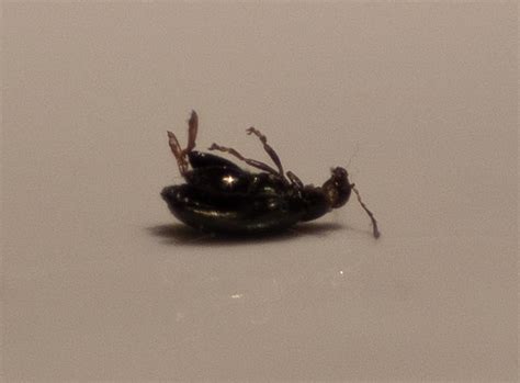 buy beetles store recommendations beetles