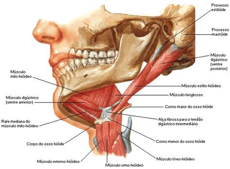 Aula de Anatomia Músculos do Pescoço Músculos do pescoço Anatomia