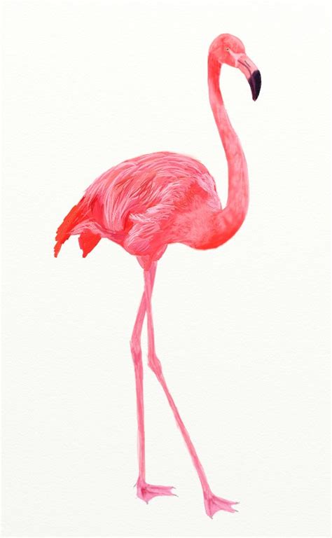 Flamingo Drawing Pencil Sketch Colorful Realistic Art Images