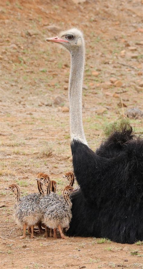 Mother Ostrich With Her Babies About Wild Animals