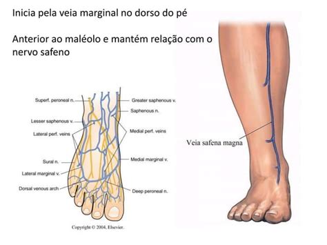 Veia Principal Da Perna - Anatomia da veia safena magna