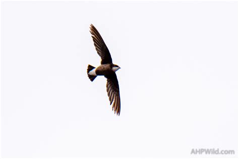 White-throated Needletail – AHP Wild