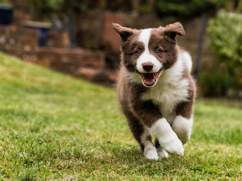 Border Collie Dog Walking Grass Wallpaper Animals Wallpaper Better