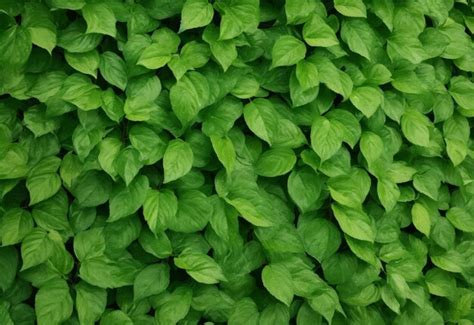 Premium AI Image Seamless Leaf Texture Background