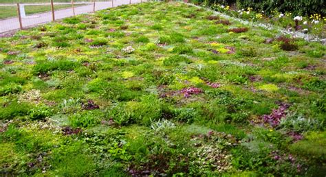 Простые секреты создания газона своими руками