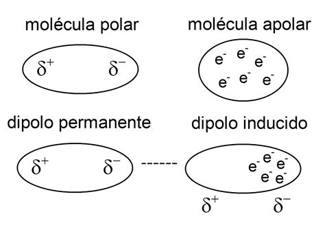O Que É Polar E Apolar - Moleculas: ¿Polar o apolar? Aprende a distinguirlas en simples pasos