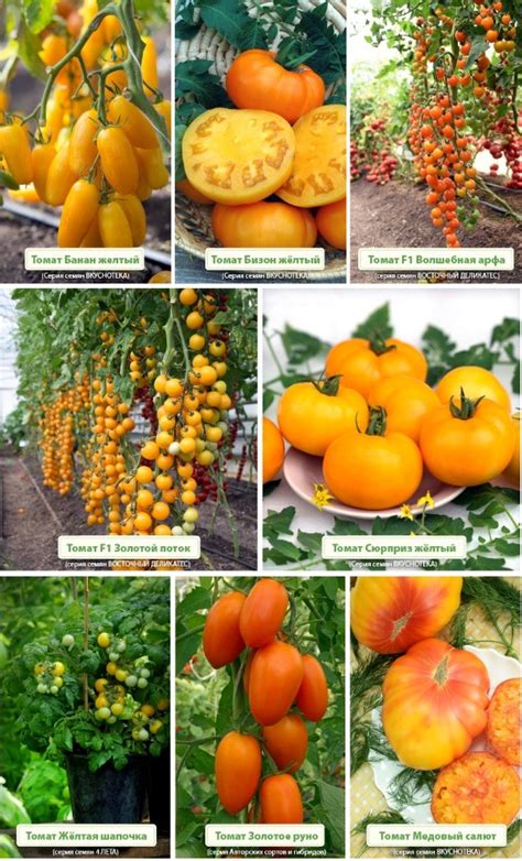 Сорт Помидор Бизон Описание Сорта Фото – Telegraph