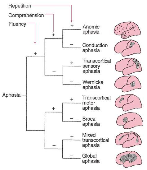 Determining Aphasias Venn Diagram Aphasia Slp Neuro Wikispac