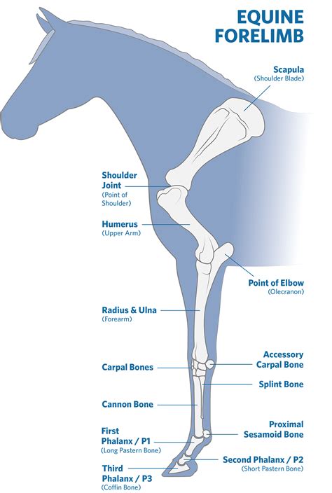 Piecing Together Orthopedic Fractures