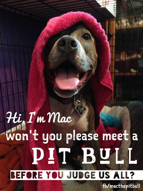 Pitbull Save Them To Quotes. QuotesGram