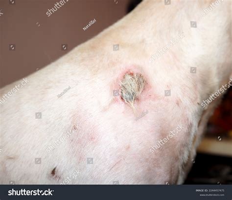 Allergy Flea Dermatitis Eczema Wound On Stock Photo 2244457475