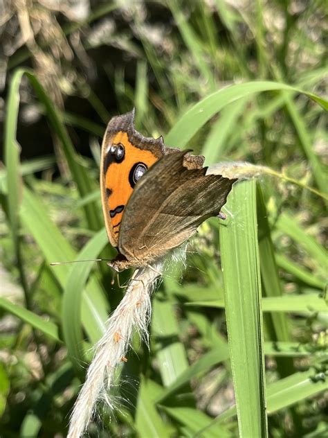 Oriental Peacock Pansy In November 2023 By Nakatada Wachi INaturalist