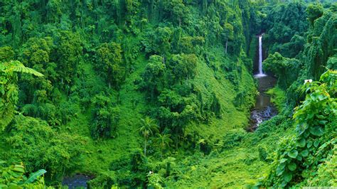 4k Jungle Desktop Wallpapers Top Free 4k Jungle Desktop Backgrounds