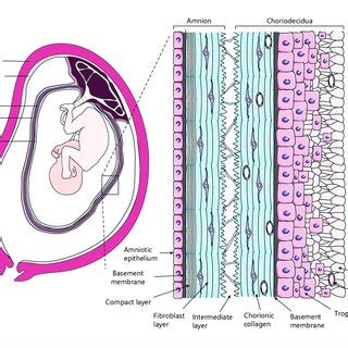 fetal membrane weakening  rupture  amnion  choriodecidua
