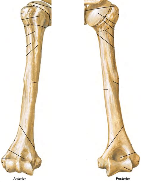 Humerus Diagram | Quizlet