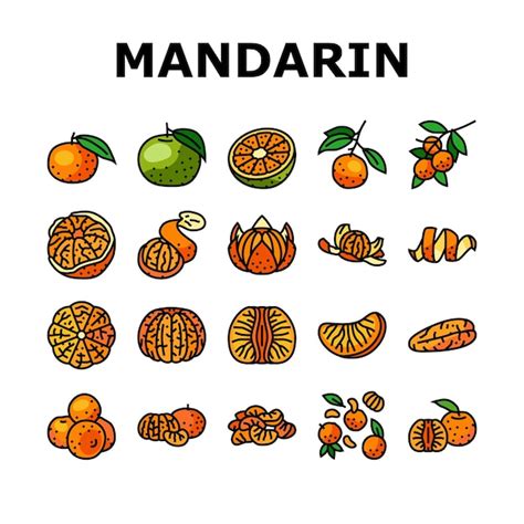 Mandarinen Clementinen Orangenfrucht Symbole Setzen Vektor Premium Vektor