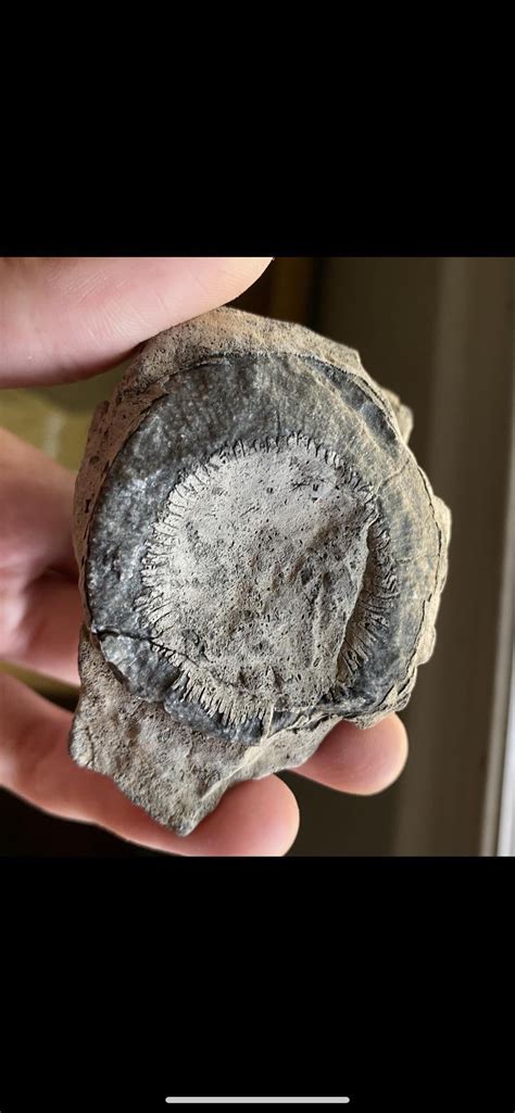 14 Million Year Old Fossil Surprised Scientists Rfossils