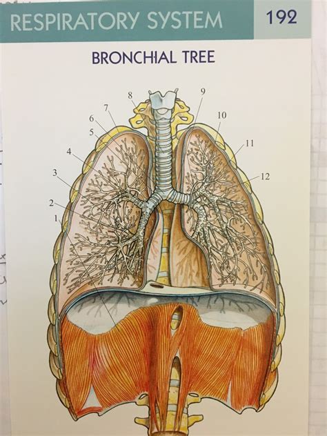 bronchial tree diagram quizlet