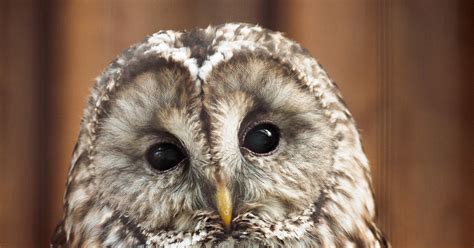 Совушка | Пикабу