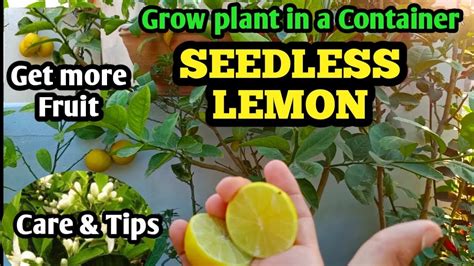 How To Grow Seedless Lemon In Pots Care Of Seedless Lemon Plant How