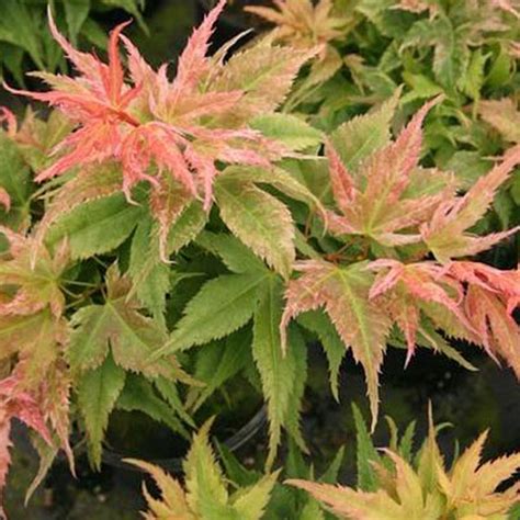 Acer Palmatum Japanese Princess Essence Of The Tree