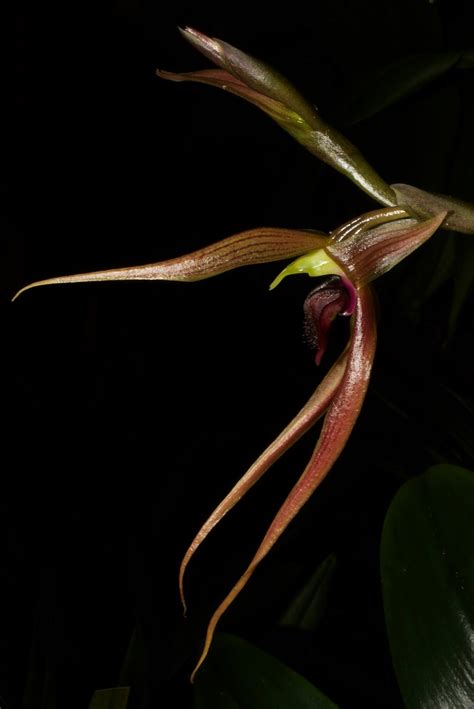 Bulbophyllum A Doribil Sulapic