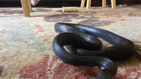 Pet black rat snake - YouTube