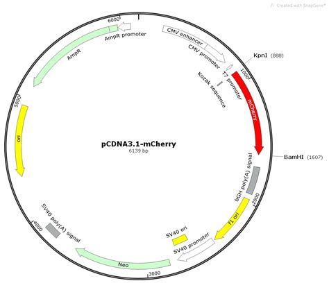 Pcdna31 Mcherry Plasmidpcdna31 Mcherrypcdna31 Mcherry Plasmid